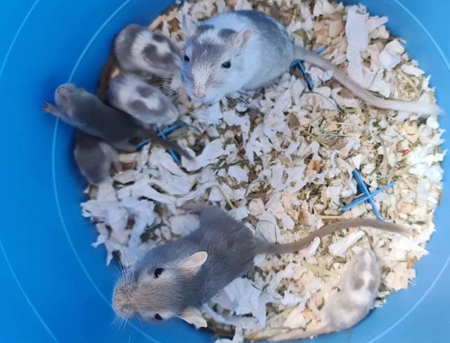 Mongolian Gerbils - Gerbil Small & Furry