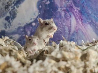 Mongolian Gerbils - Gerbil Small & Furry