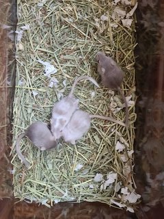 Mongolian Gerbils - Gerbil Small & Furry