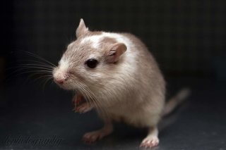 Mongolian Gerbils - Gerbil Small & Furry