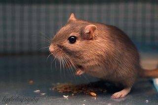 Mongolian Gerbils - Gerbil Small & Furry