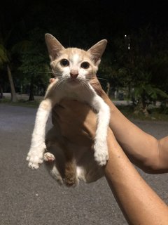 4 Kittens  - Domestic Short Hair Cat