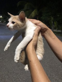 4 Kittens  - Domestic Short Hair Cat