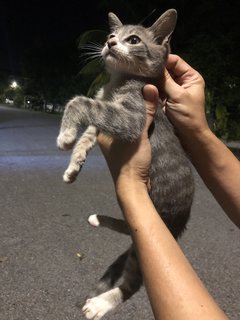 4 Kittens  - Domestic Short Hair Cat