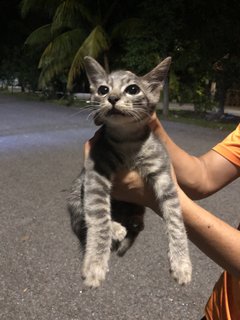 4 Kittens  - Domestic Short Hair Cat