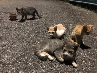 4 Kittens  - Domestic Short Hair Cat