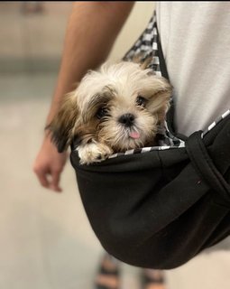 Dulce - Shih Tzu Dog