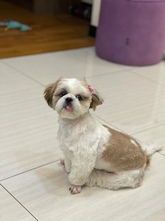 Dulce - Shih Tzu Dog