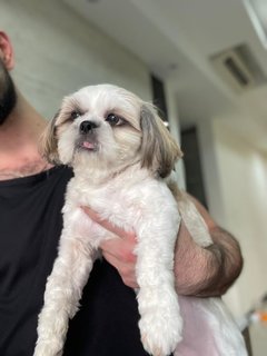 Dulce - Shih Tzu Dog