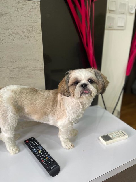 Dulce - Shih Tzu Dog