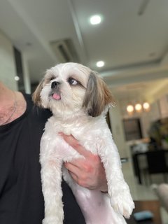 Dulce - Shih Tzu Dog