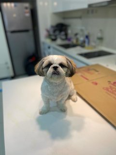 Dulce - Shih Tzu Dog