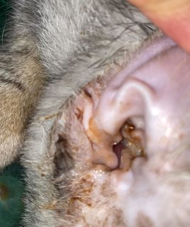 Condition of the ear after being cleaned by the vet