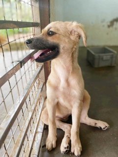 Hope - Golden Retriever Mix Dog