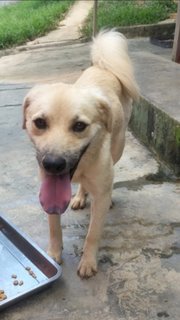 Hope - Golden Retriever Mix Dog