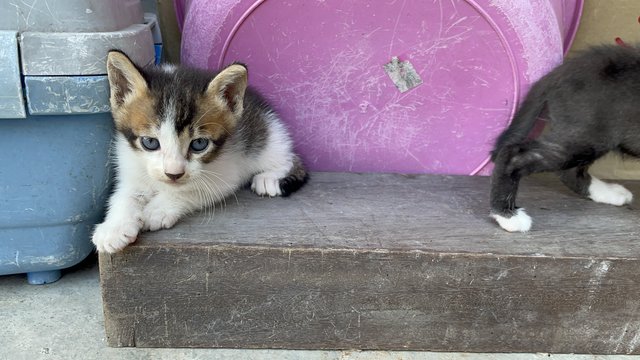 10 Kittens  - Domestic Short Hair Cat