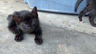 10 Kittens  - Domestic Short Hair Cat