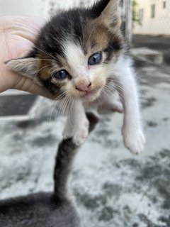 10 Kittens  - Domestic Short Hair Cat