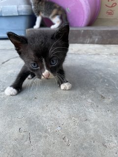 10 Kittens  - Domestic Short Hair Cat