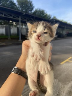 Kittens  - Domestic Short Hair Cat