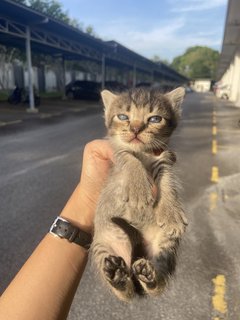 Kittens  - Domestic Short Hair Cat