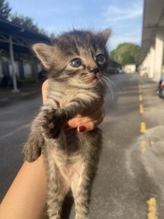 Kittens  - Domestic Short Hair Cat