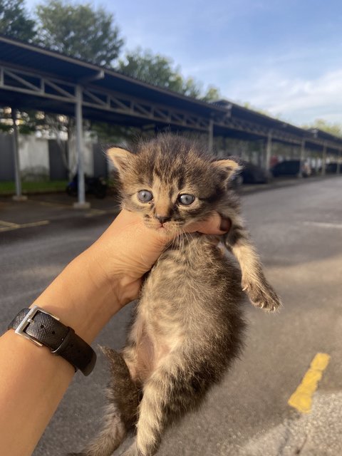 Kittens  - Domestic Short Hair Cat