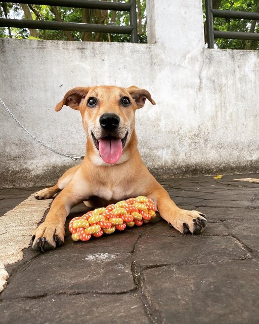 Ellie - Mixed Breed Dog