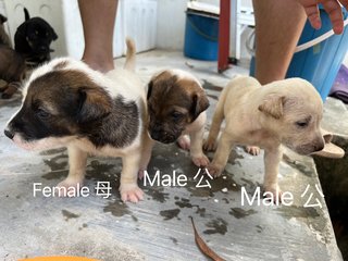 Puppies  - Mixed Breed Dog