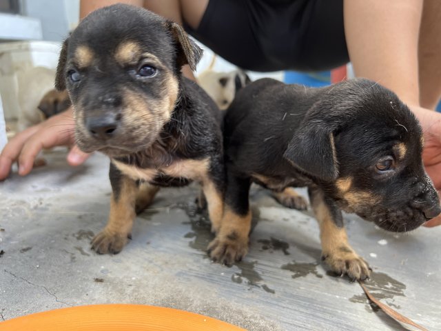 Puppies 1&amp;2 - Mixed Breed Dog