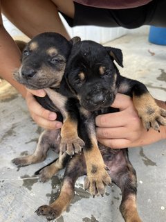 Puppies 1&amp;2 - Mixed Breed Dog