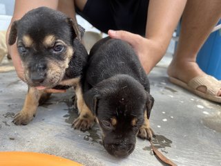 Puppies 1&amp;2 - Mixed Breed Dog