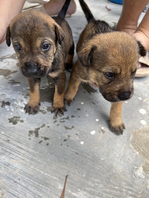 Puppies 3&amp;4 - Mixed Breed Dog