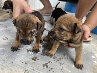 Puppies 3&amp;4 - Mixed Breed Dog