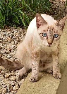 Storm - Siamese Cat