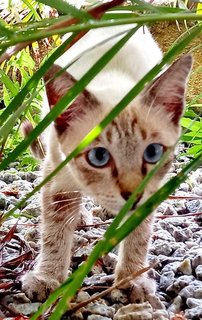 Storm - Siamese Cat