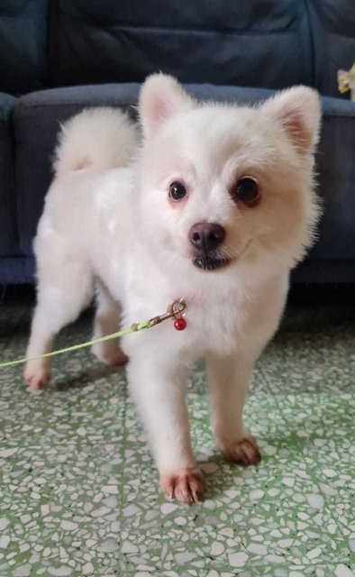 PF118280 - Pomeranian Mix Dog