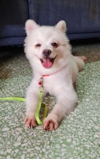 PF118280 - Pomeranian Mix Dog