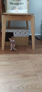 2 Kittens - Domestic Short Hair + Domestic Medium Hair Cat