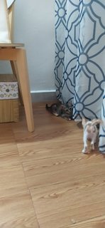 2 Kittens - Domestic Short Hair + Domestic Medium Hair Cat