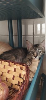 2 Kittens - Domestic Short Hair + Domestic Medium Hair Cat