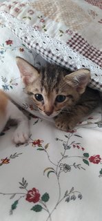 2 Kittens - Domestic Short Hair + Domestic Medium Hair Cat