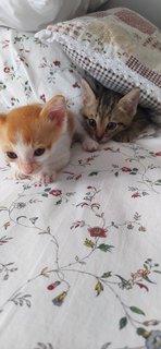 2 Kittens - Domestic Short Hair + Domestic Medium Hair Cat