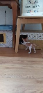 2 Kittens - Domestic Short Hair + Domestic Medium Hair Cat