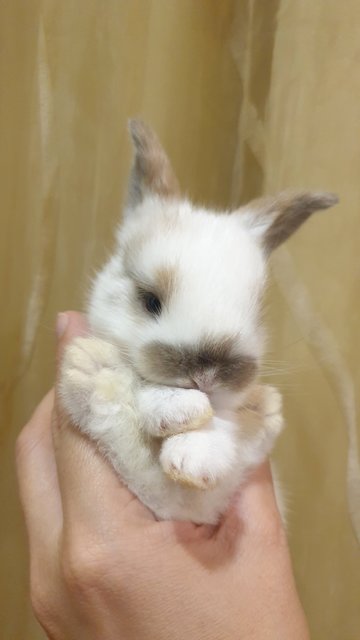 Girlie - Holland Lop Rabbit