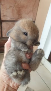 Girlie - Holland Lop Rabbit