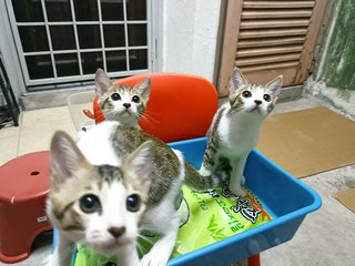 Cute Kittens - Domestic Short Hair Cat