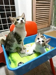 Cute Kittens - Domestic Short Hair Cat