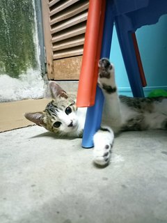 Cute Kittens - Domestic Short Hair Cat