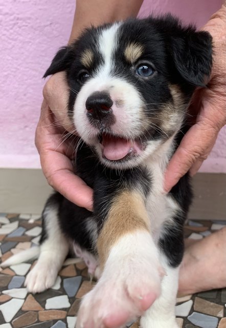 Goofy Blue Eyes - Mixed Breed Dog